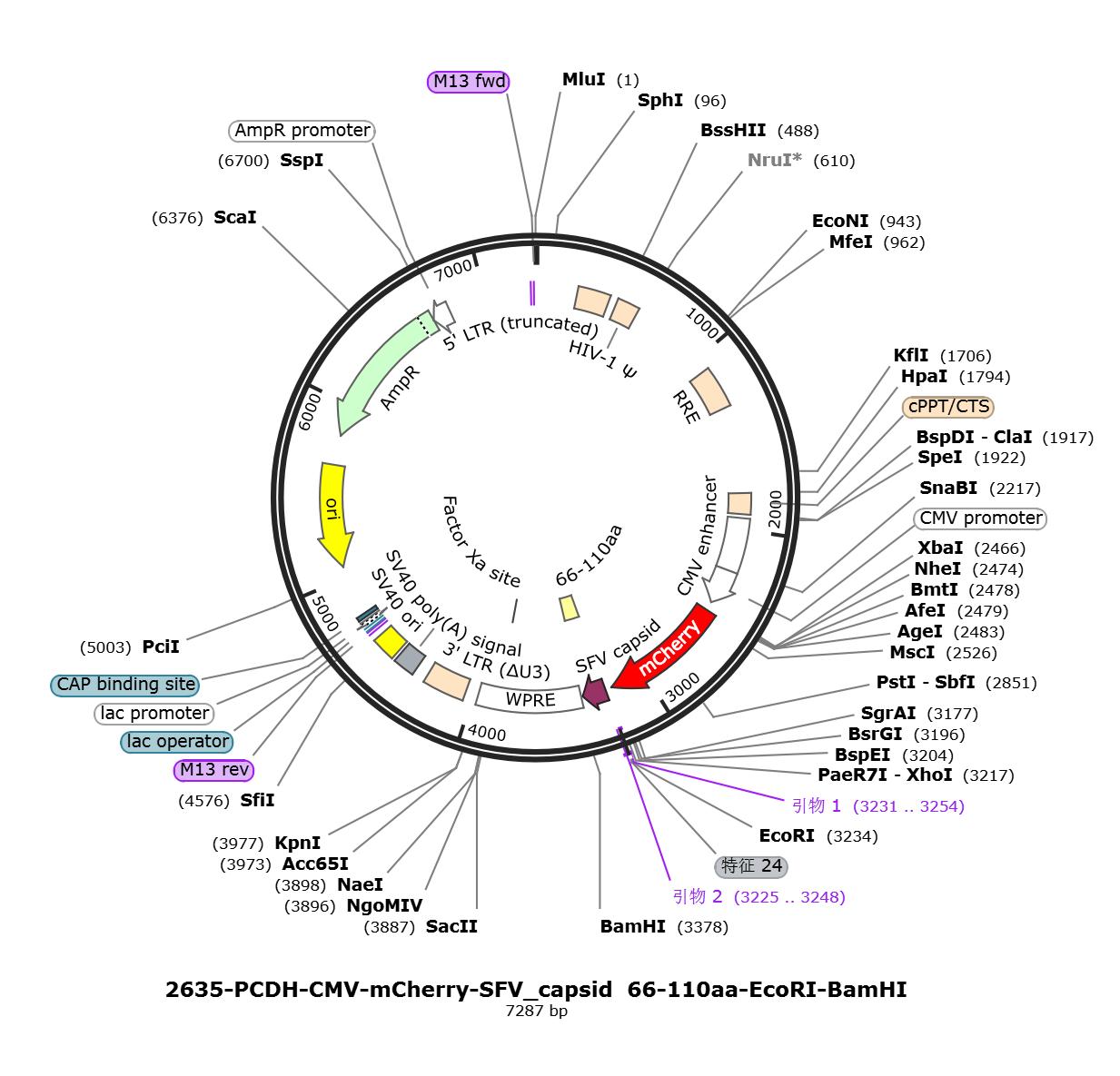 pCDH-CMV-mCherry-SFV capsid-66-110aa载体图谱.png
